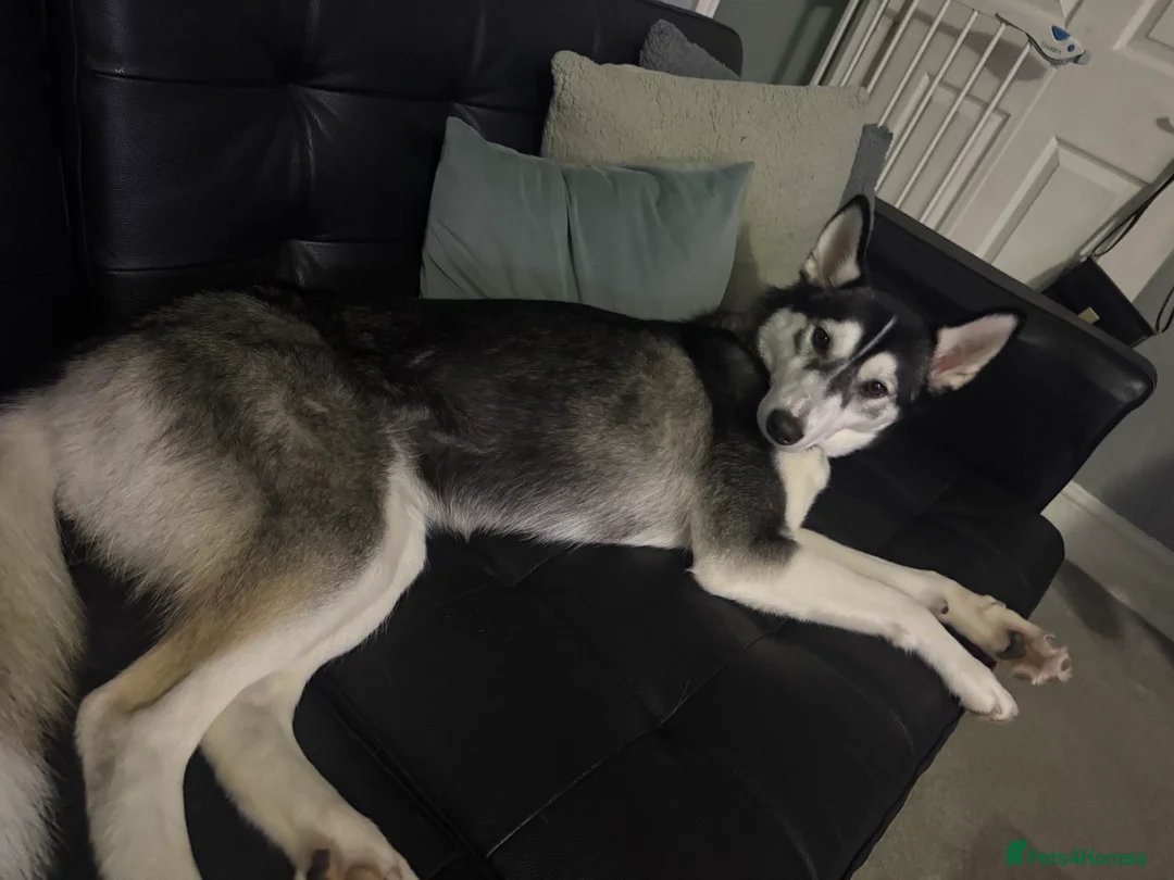 Siberian Husky dogs for sale: Siberian husky - Advert 15