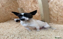 Jack Russell dogs for sale: Adorable Jack russel puppy’s for sale - Advert 12