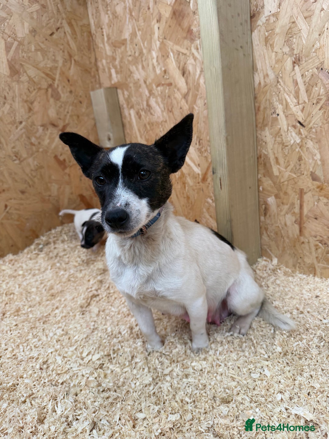 Jack Russell dogs for sale: Adorable Jack russel puppy’s for sale - Advert 12