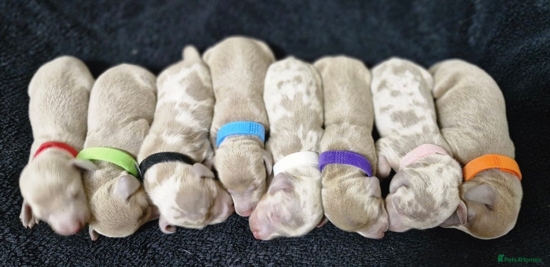 Miniature Dachshund dogs for sale: 🌟QUALITY KC REG & PRA CLR MINIATURE DACHSHUNDS🌟 - Image 4