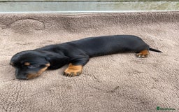 Dachshund dogs for sale: Dachshund  - Image 21