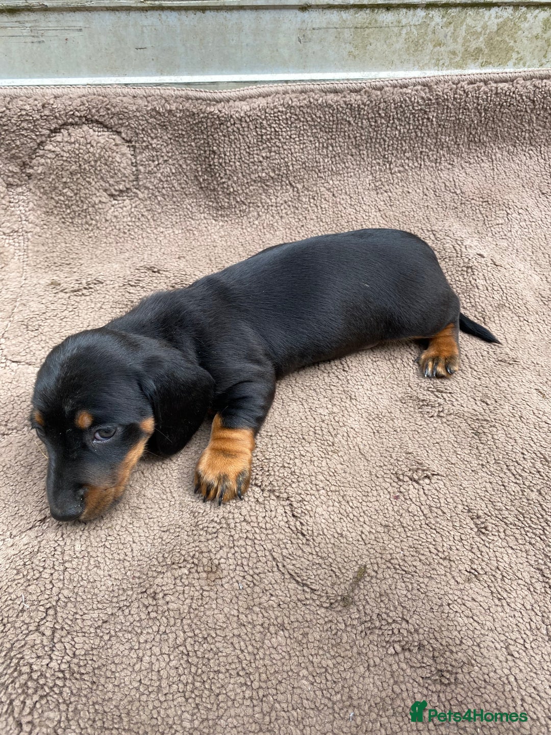 Dachshund dogs for sale: Dachshund  - Image 21