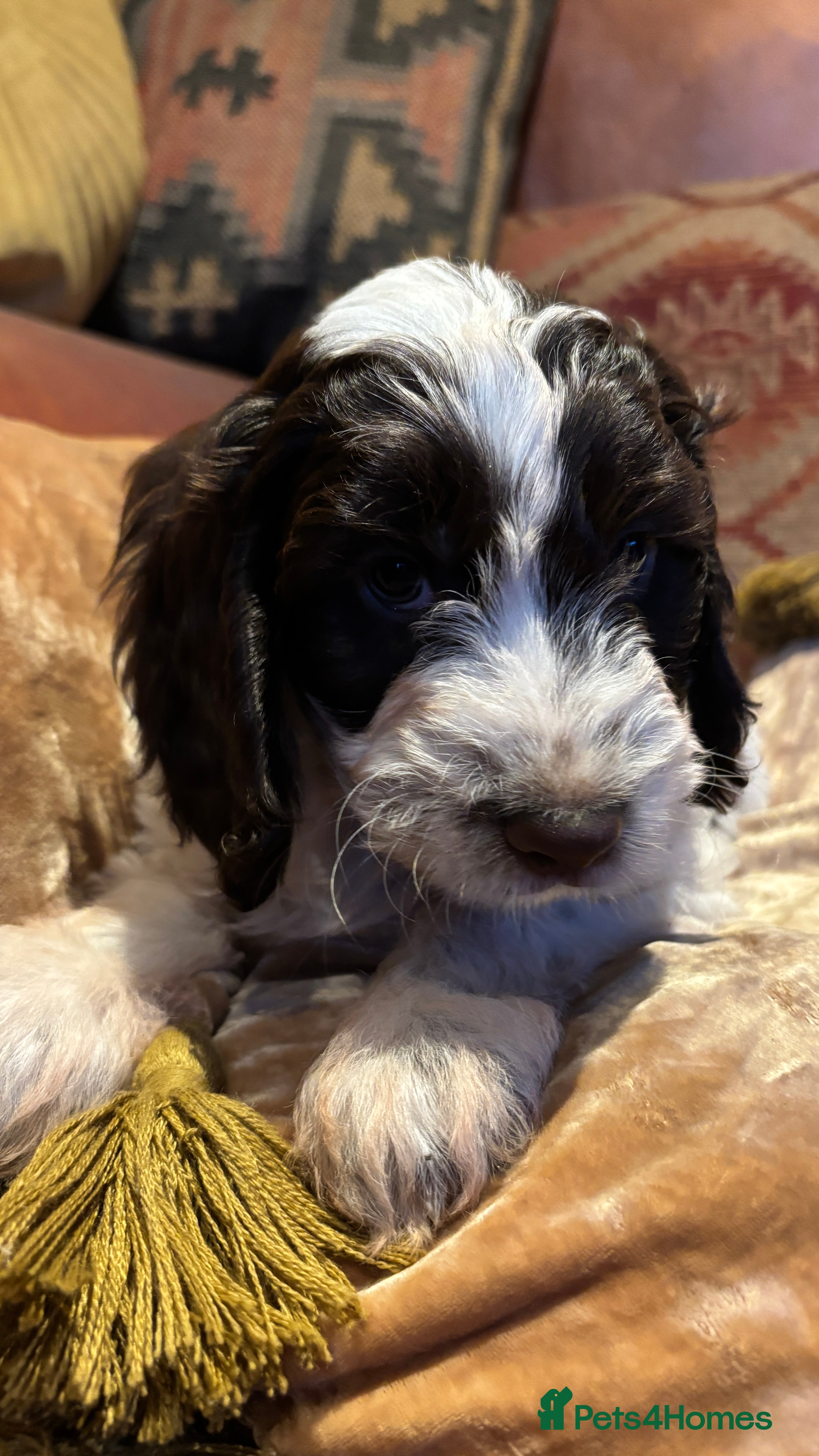Cockapoo dogs 🩷💙F1 Quality Teddy Bear Cockapoo pups 🩷💙 - Advert 2