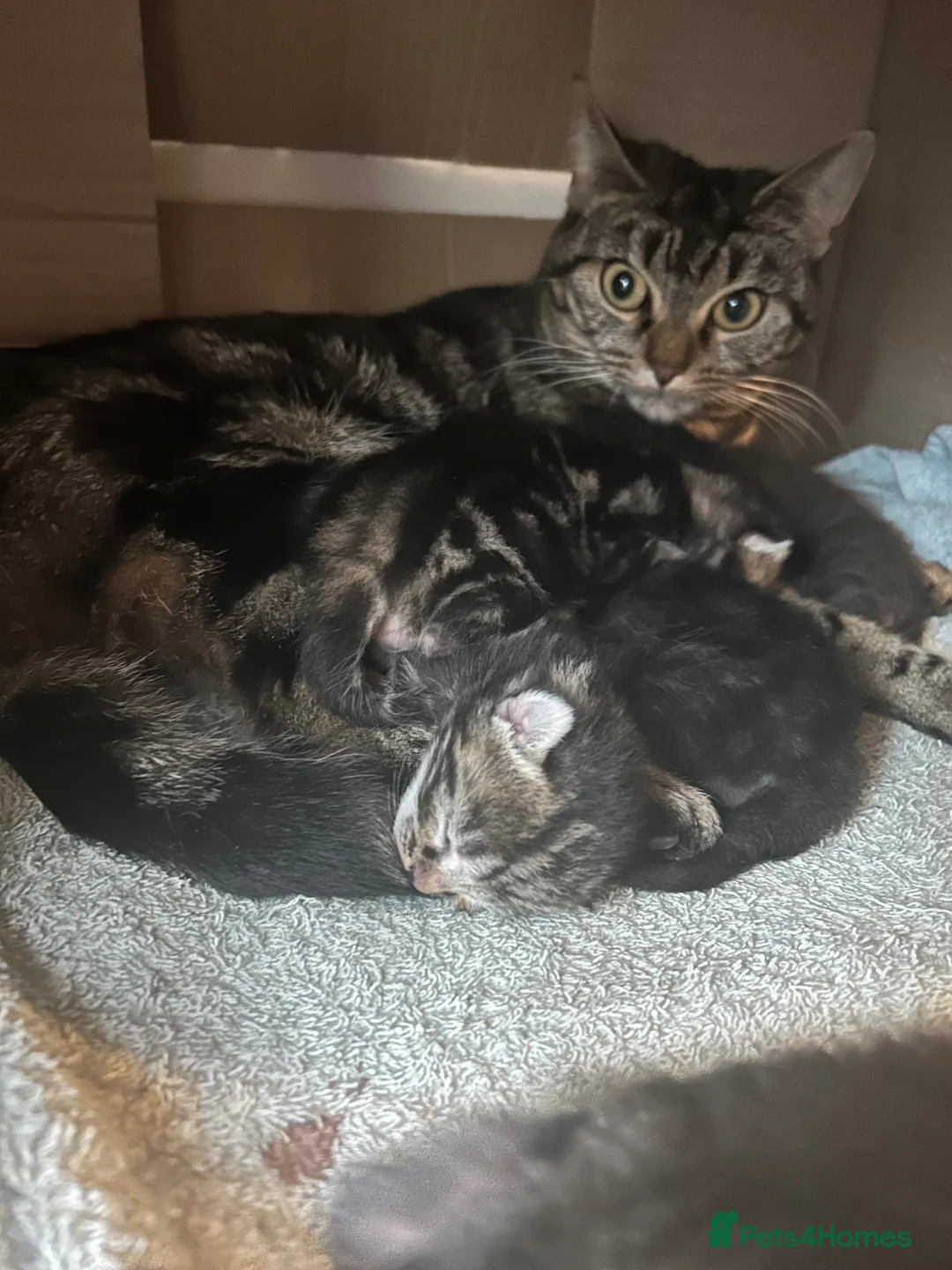 Mixed Breed cats for sale: Moggy Kittens  in Maidstone - Advert 1
