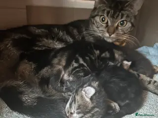 Mixed Breed cats Moggy Kittens - Advert 2