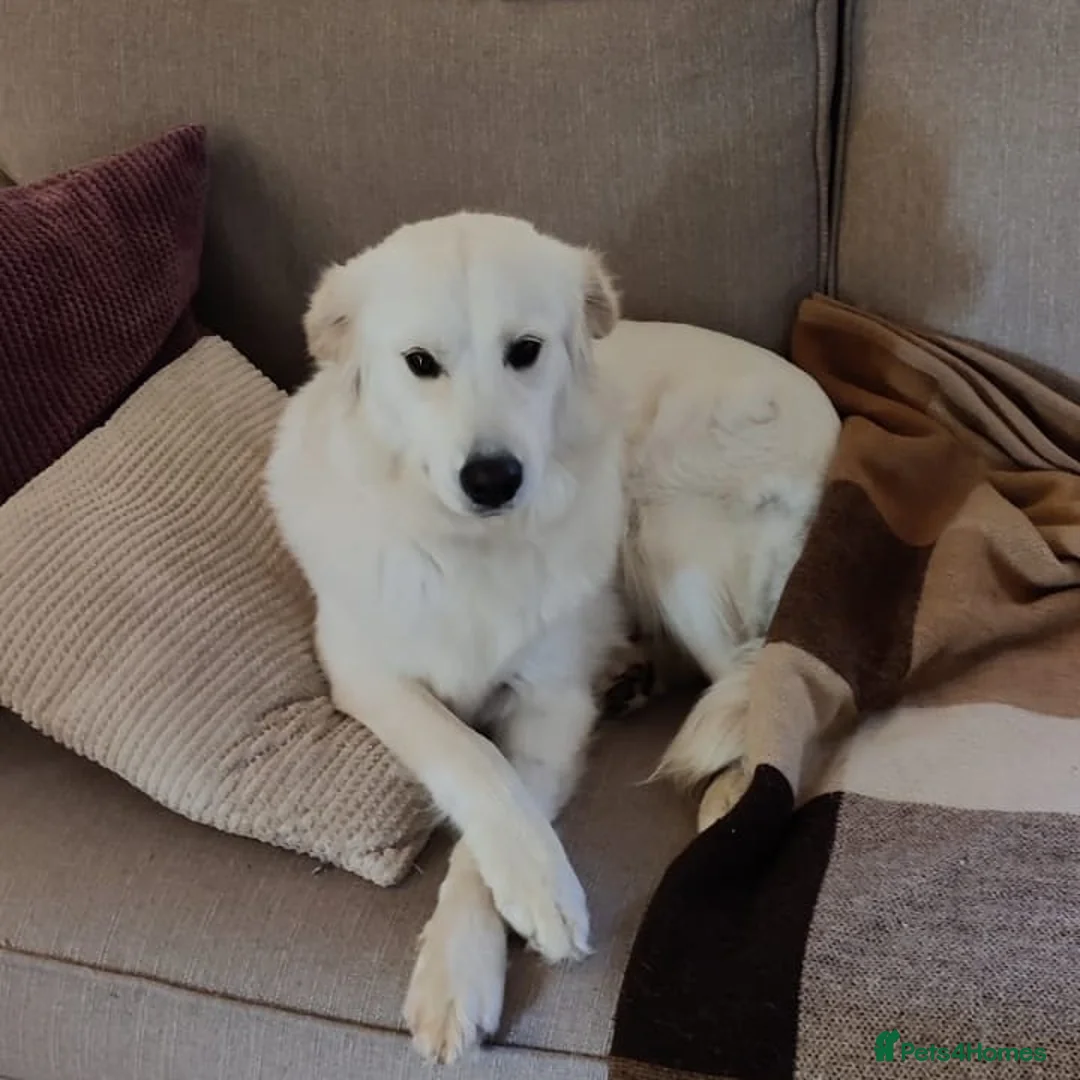Mixed Breed dogs for sale: Golden Samoyed Girl - Advert 5
