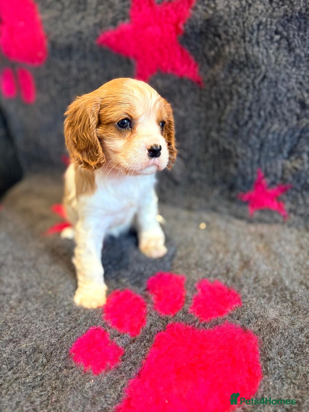 Cavalier King Charles Spaniel dogs for sale: Chocolate carriers kc  - Advert 6