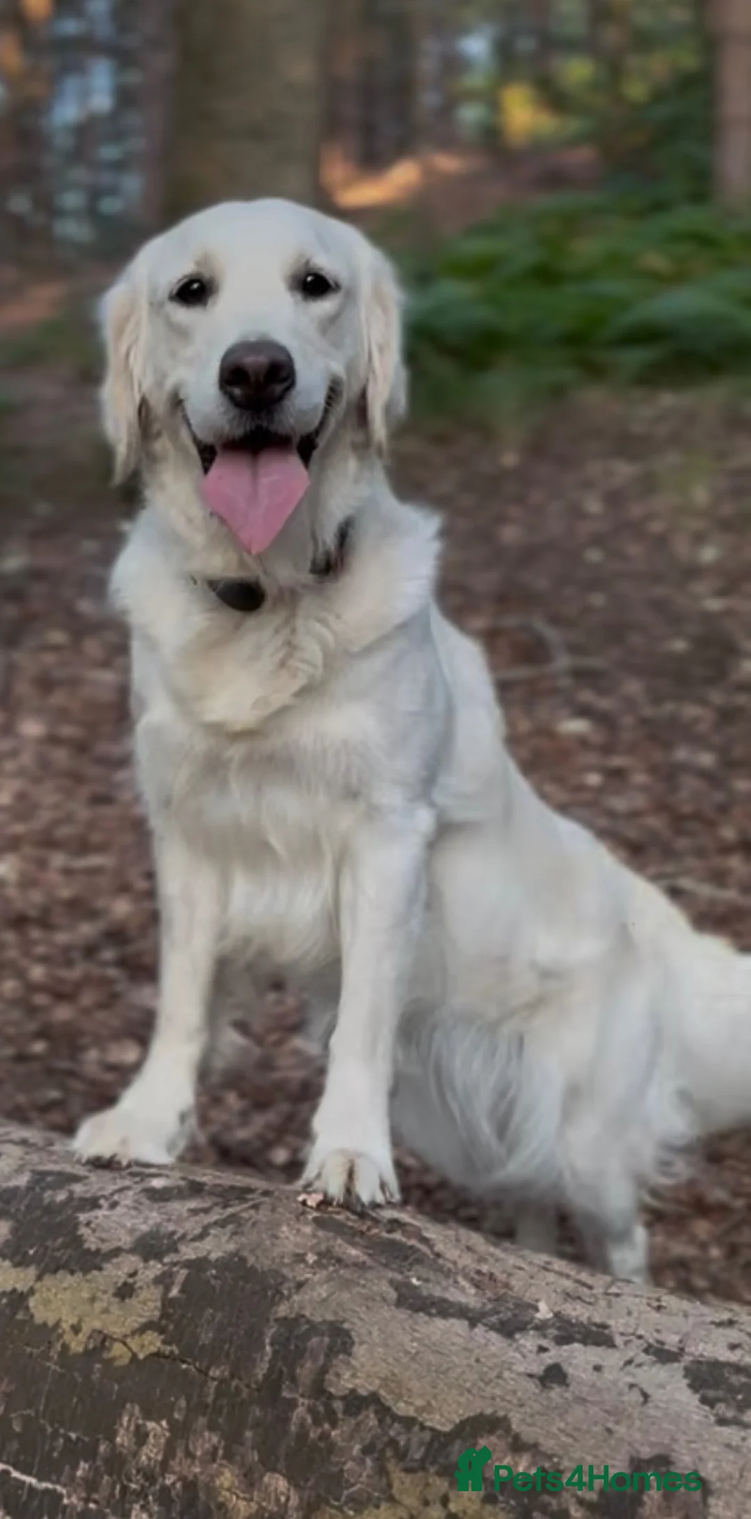 Golden Retriever dogs for sale: KC Registered Golden Retriever Puppies - Advert 2