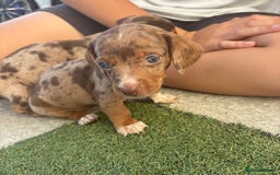 Miniature Dachshund dogs for sale: Miniature dachshund puppy’s TO LEAVE NOW in Luton - Image 23
