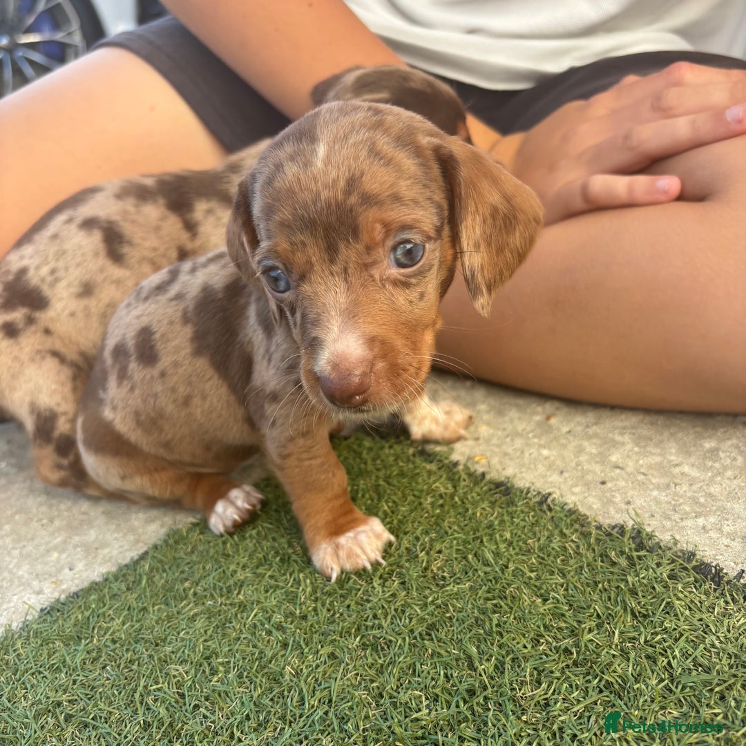 Miniature Dachshund dogs for sale: Miniature dachshund puppy’s TO LEAVE NOW in Luton - Image 23