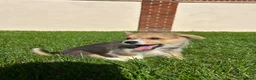 Welsh Corgi Pembroke dogs for sale: Welsh Pembroke corgi - Advert 16