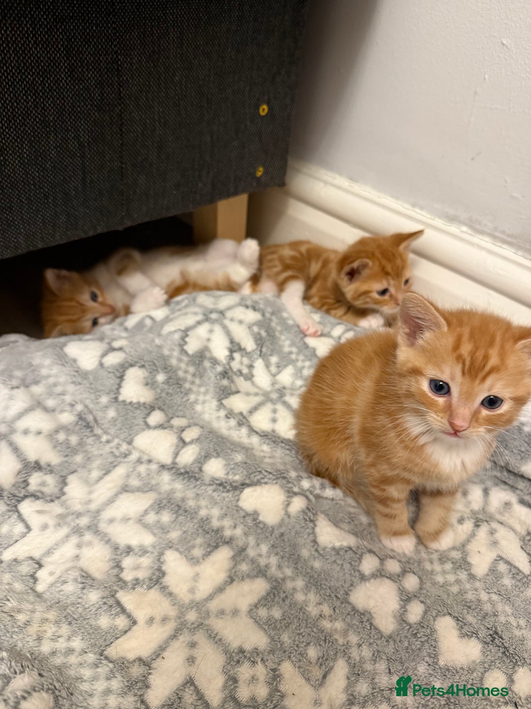 Domestic Shorthair cats for sale: Orage Kittens - Advert 4