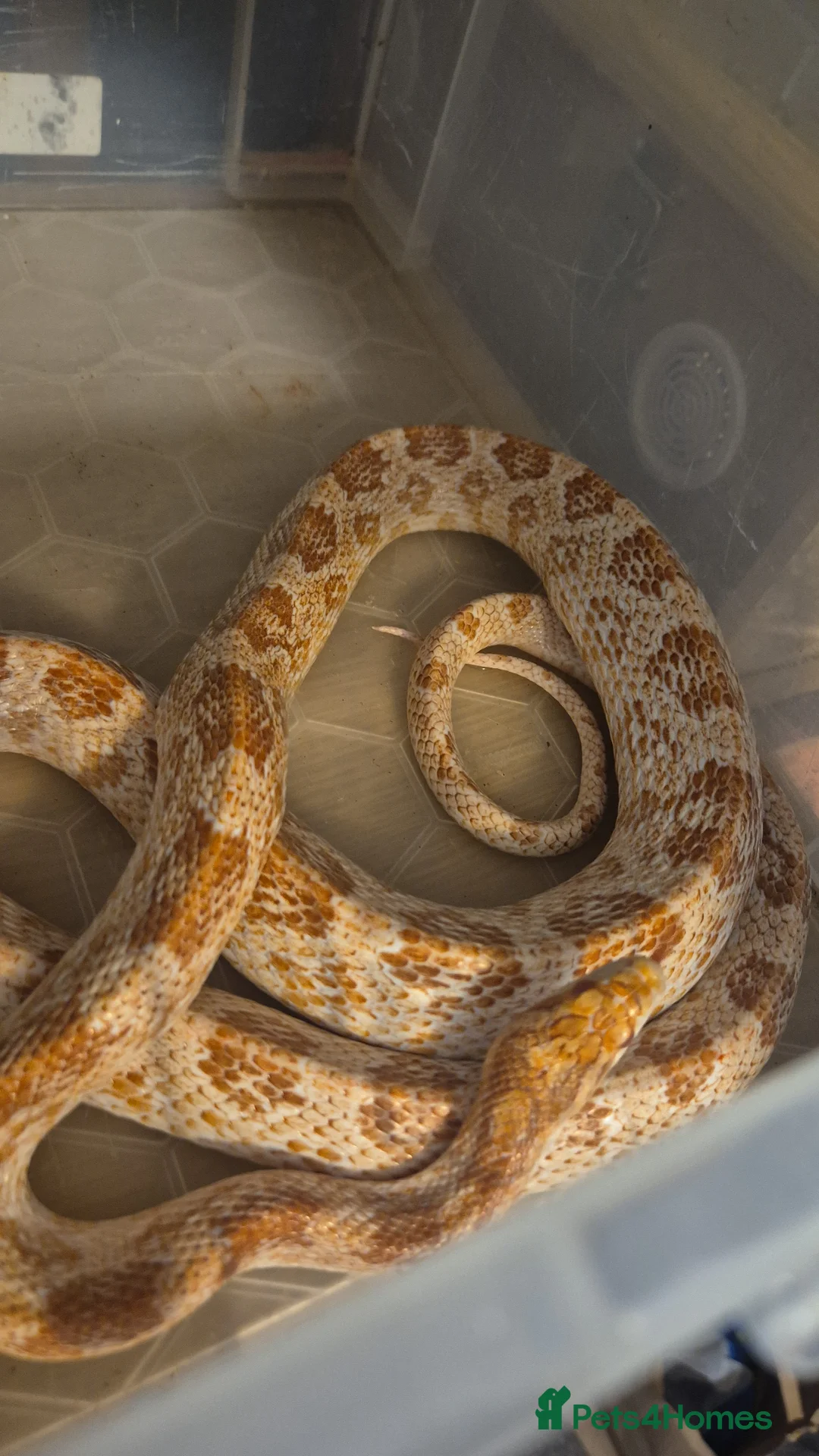Corn Snake reptiles for sale: Adult female corn snake in Birmingham - Advert 1