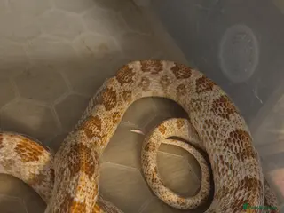 Corn Snake reptiles Adult female corn snake - Advert 3