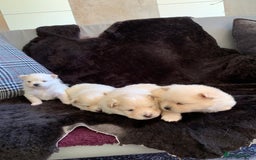 Pomeranian dogs for sale: Pure Pomeranian Puppies - Image 8