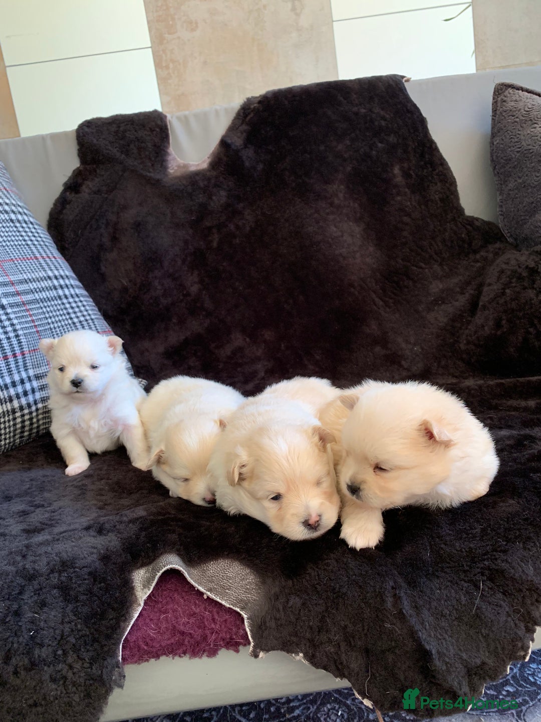 Pomeranian dogs for sale: Pure Pomeranian Puppies - Image 8
