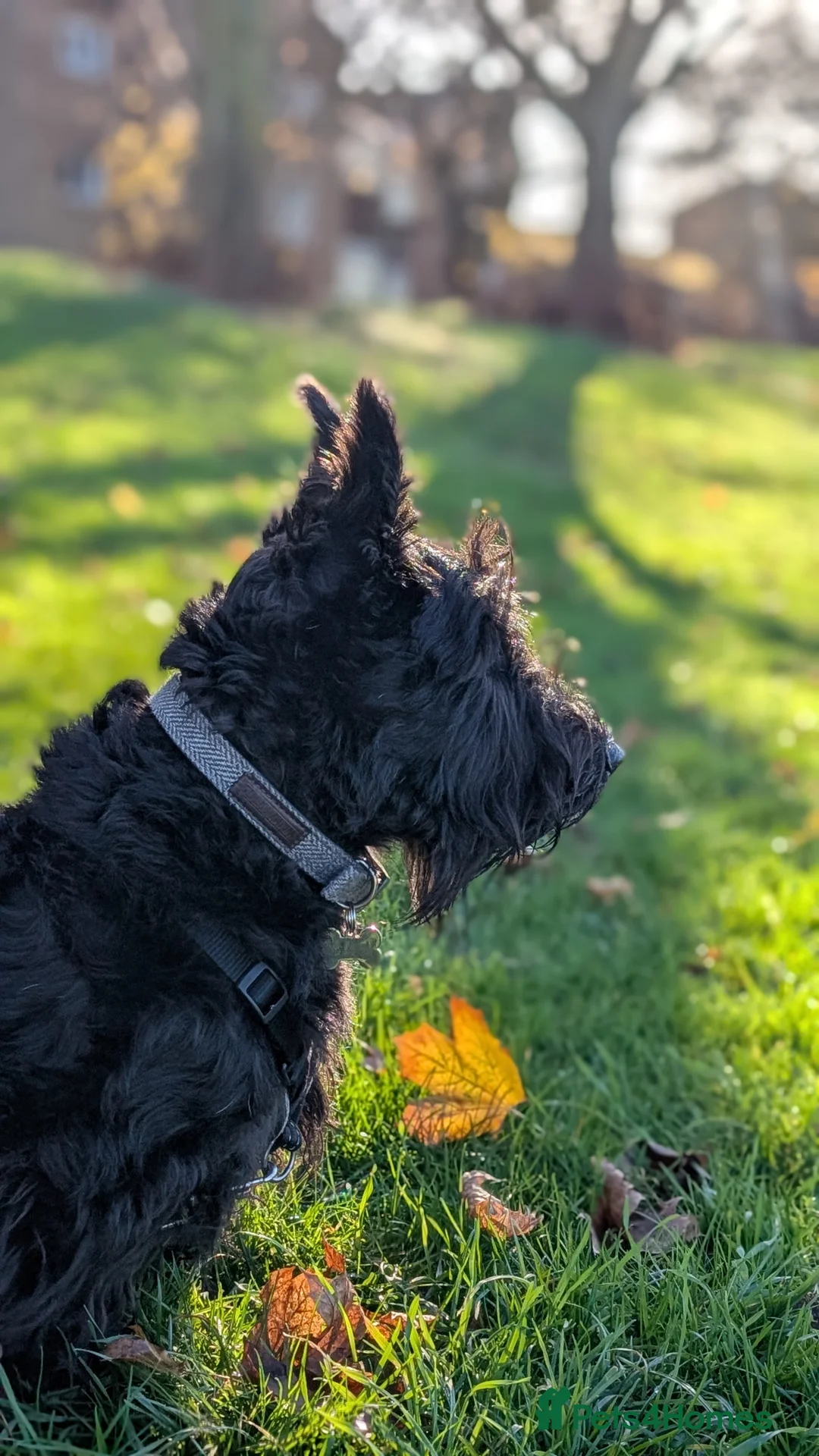 Scottish Terrier dogs for stud: KC Registered Scottish Terrier Available for Stud. - Advert 4
