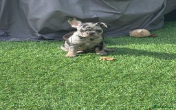 French Bulldog dogs for sale: Beautiful French bulldogs.  - Image 2