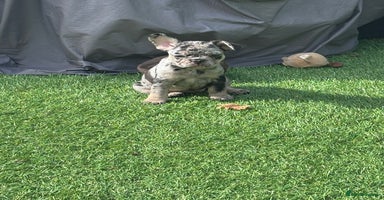 French Bulldog dogs - Advert 8