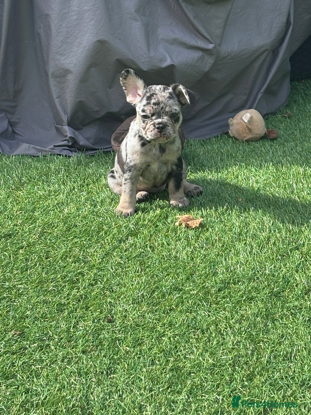 French Bulldog dogs for sale: Beautiful French bulldogs.  - Image 2