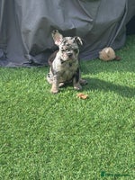 French Bulldog dogs - Advert 15