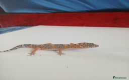 Leopard Gecko reptiles for sale: Baby leopard geckos for sale  - Image 15