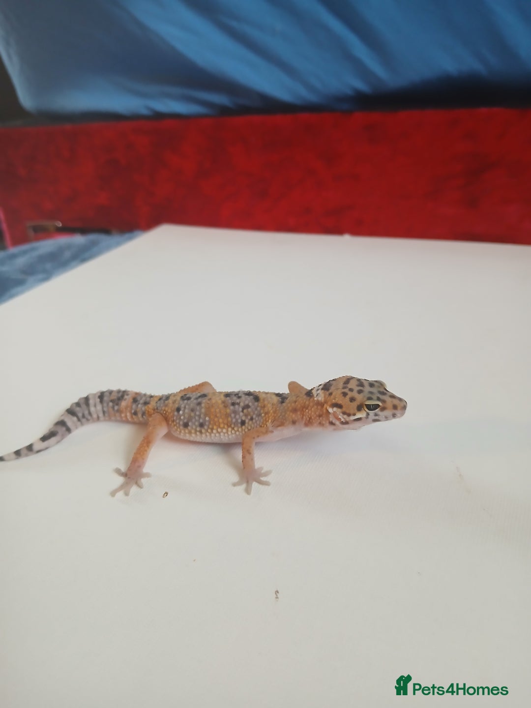 Leopard Gecko reptiles for sale: Baby leopard geckos for sale  - Image 15