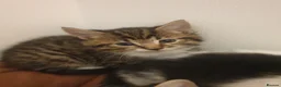 Mixed Breed cats for sale: Sweet Kittens Raised with Love and Children - Advert 37