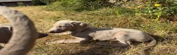 Weimaraner dogs for sale: Handsome male KC Registered Weimaraner pups  - Advert 7