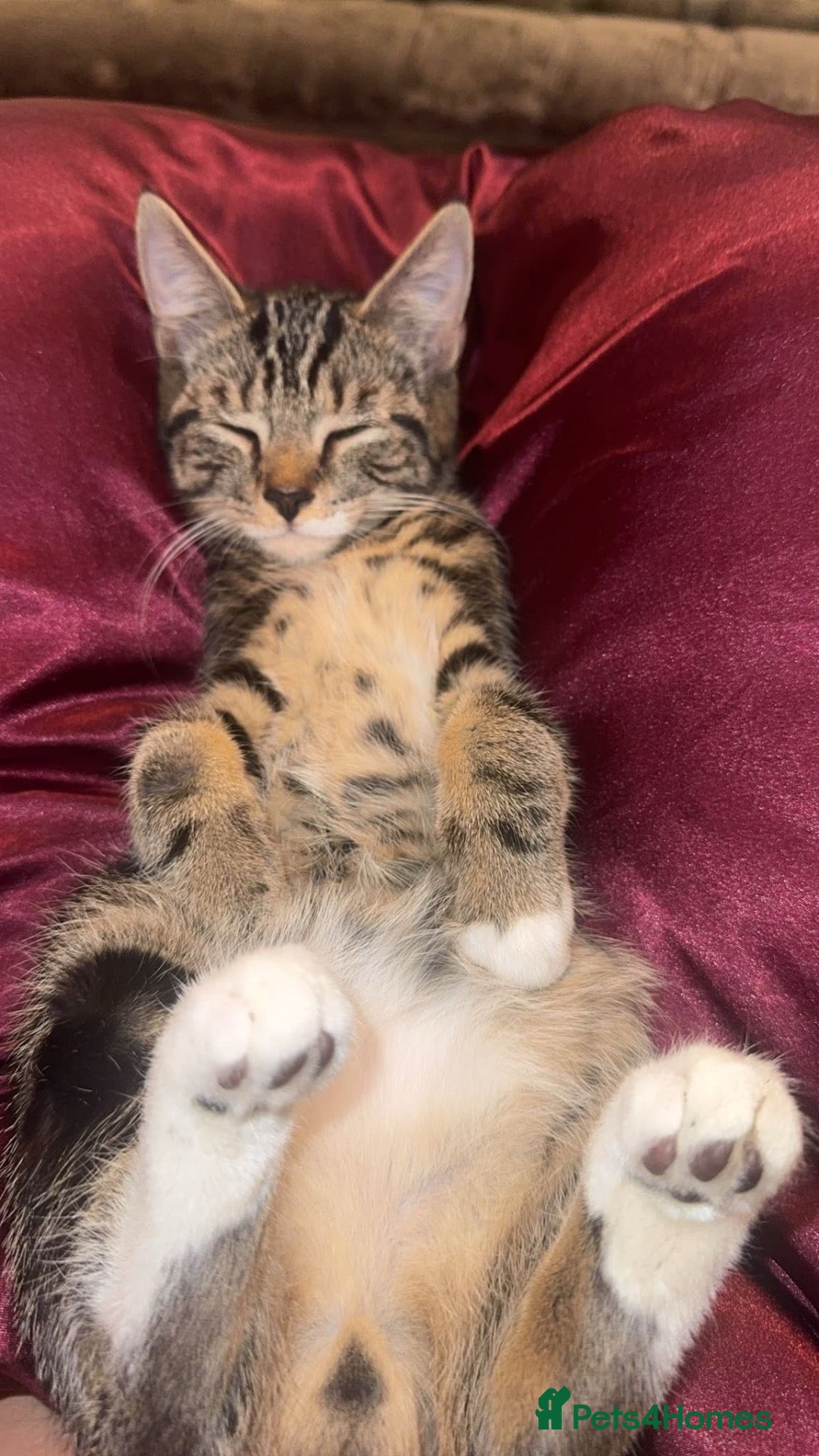 Mixed Breed cats Male kitten  - Advert 1