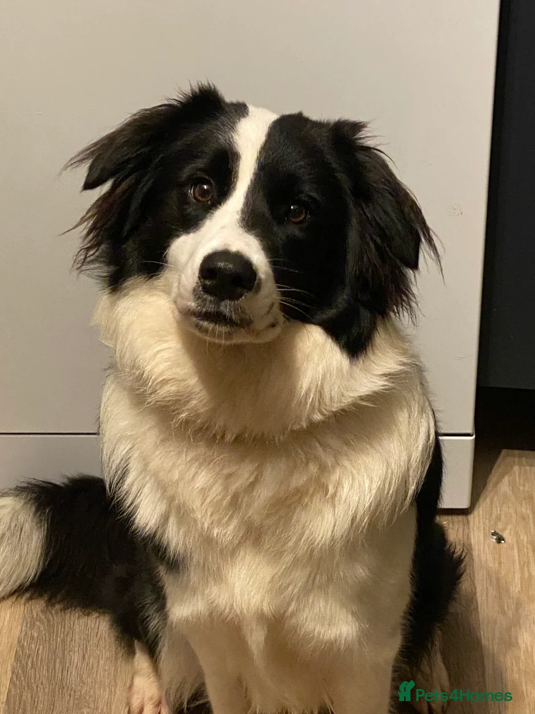 Border Collie dogs for sale: Border collie - Advert 8