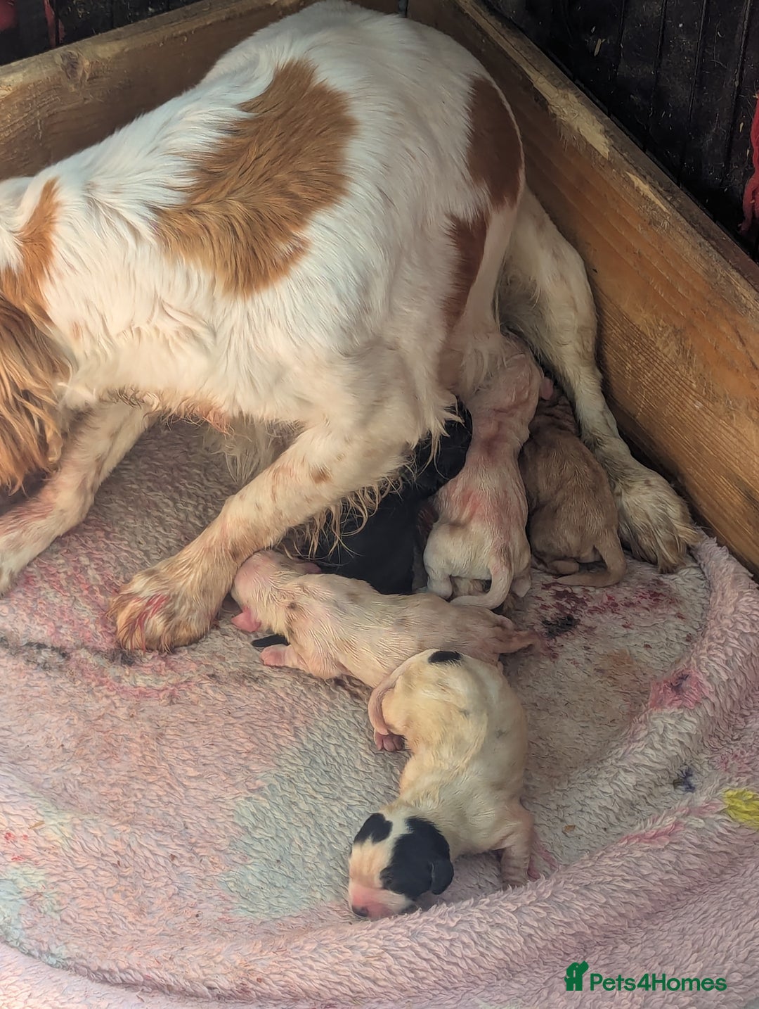 Cocker Spaniel dogs for sale: Cocker spaniel puppies  - Image 7