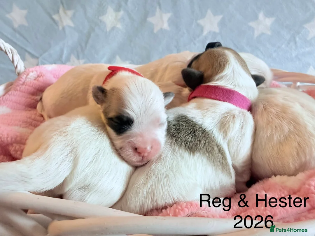 Coton De Tulear dogs for sale: KC reg Coton de Tulear parents DNA health tested  - Advert 13