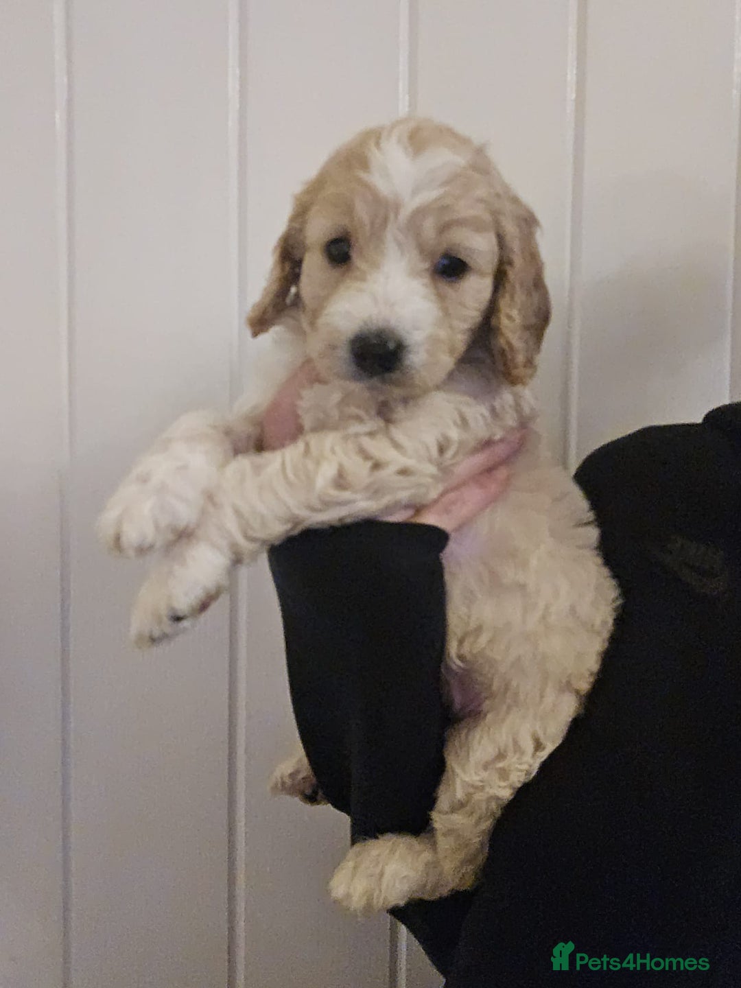 Goldendoodle dogs for sale: Goldendoodles  - Advert 4