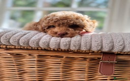 Cavapoo dogs for sale: F1b health tested cavapoo - Image 22