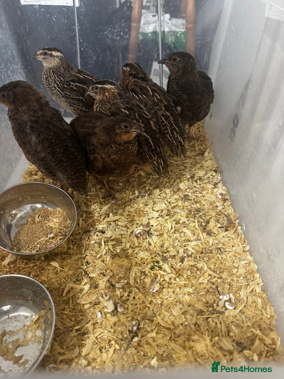 Quail poultry for sale: Corturnix quail - Advert 1