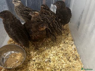 Quail poultry Corturnix quail - Advert 1