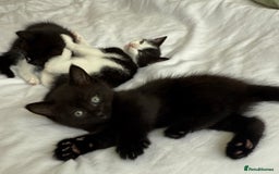 Domestic Shorthair cats for sale: 3 kittens looking for forever home - Image 2