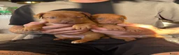 Dogue De Bordeaux dogs for sale: Dogue de bordeux puppies  - Advert 8