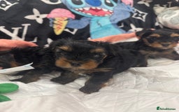Yorkshire Terrier dogs for sale: Beautiful Yorkshire Terrier puppy boy for sale  - Image 3