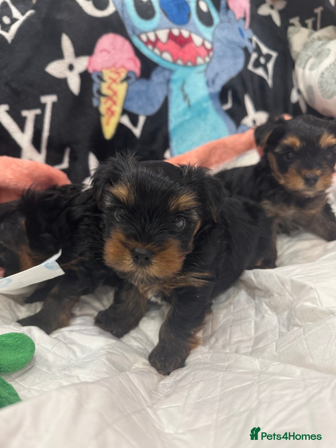 Yorkshire Terrier dogs for sale: Beautiful Yorkshire Terrier puppy boy for sale  - Image 3
