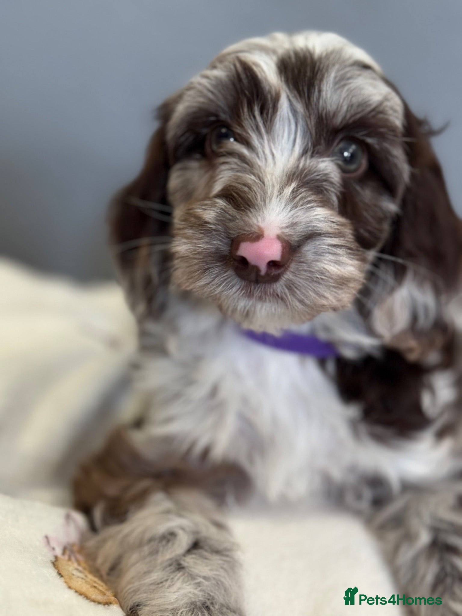 Cockapoo dogs F1B Cockapoo puppies - Advert 1
