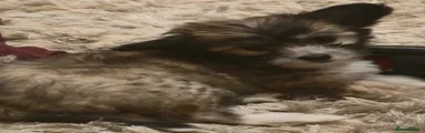 Chinese Crested 3