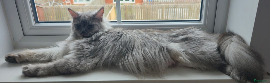 Maine Coon cats for sale: Maine Coon Kittens - Image 3