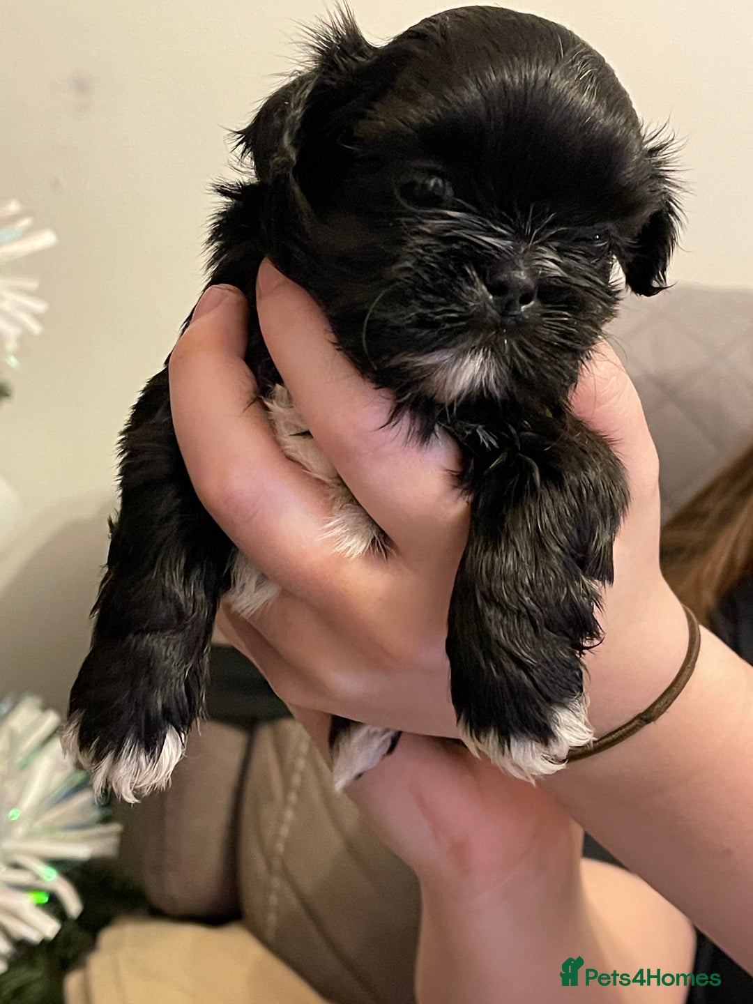 Shih Tzu dogs for sale: imperial karishishi shih tzu - Advert 4