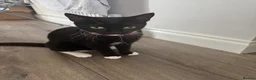 Mixed Breed cats for sale: Kittens - Advert 15