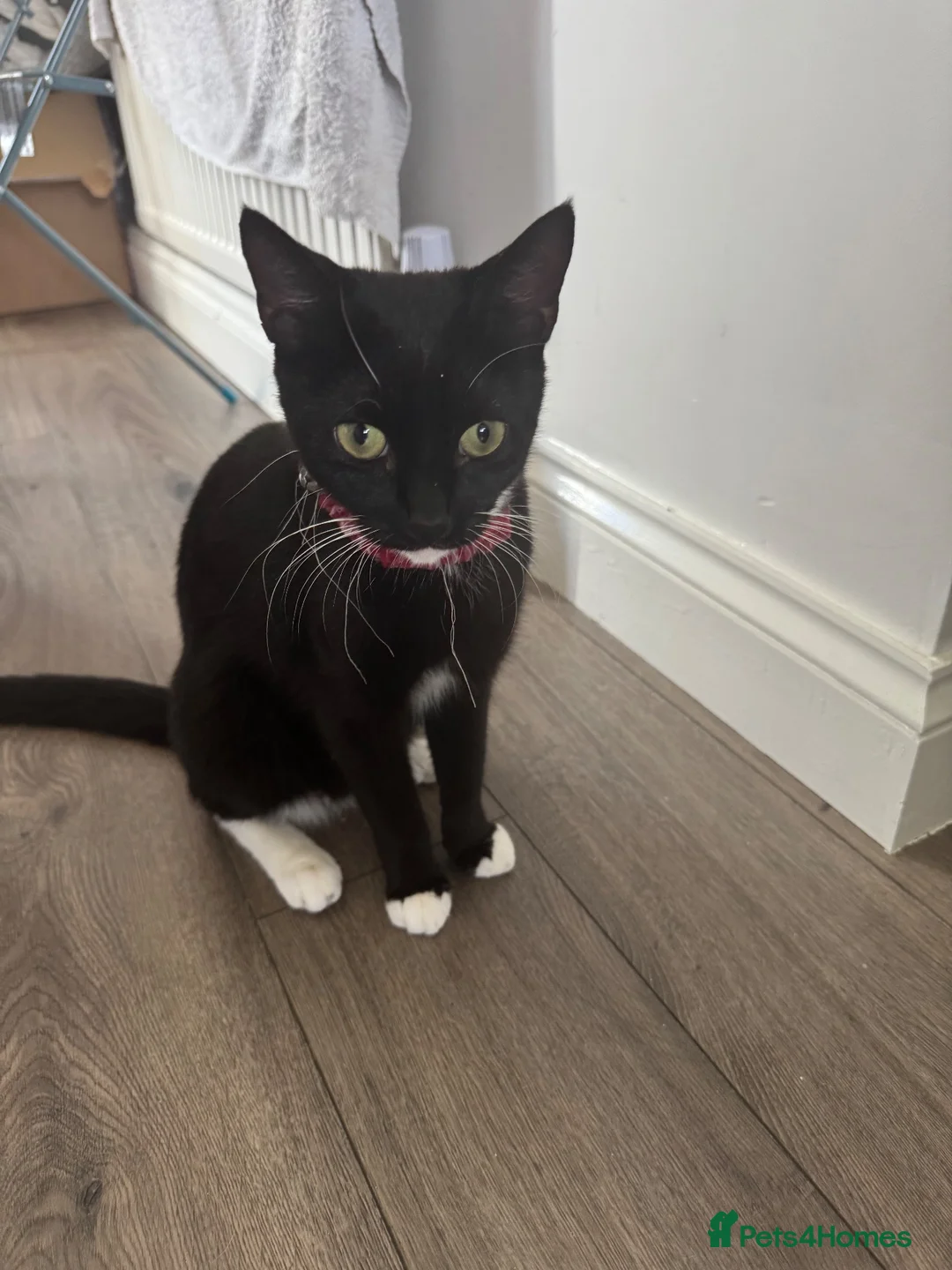 Mixed Breed cats for sale: Kittens - Advert 15