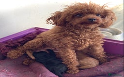 Toy Poodle dogs for sale: Asian Toy Poodle Puppies - Image 11