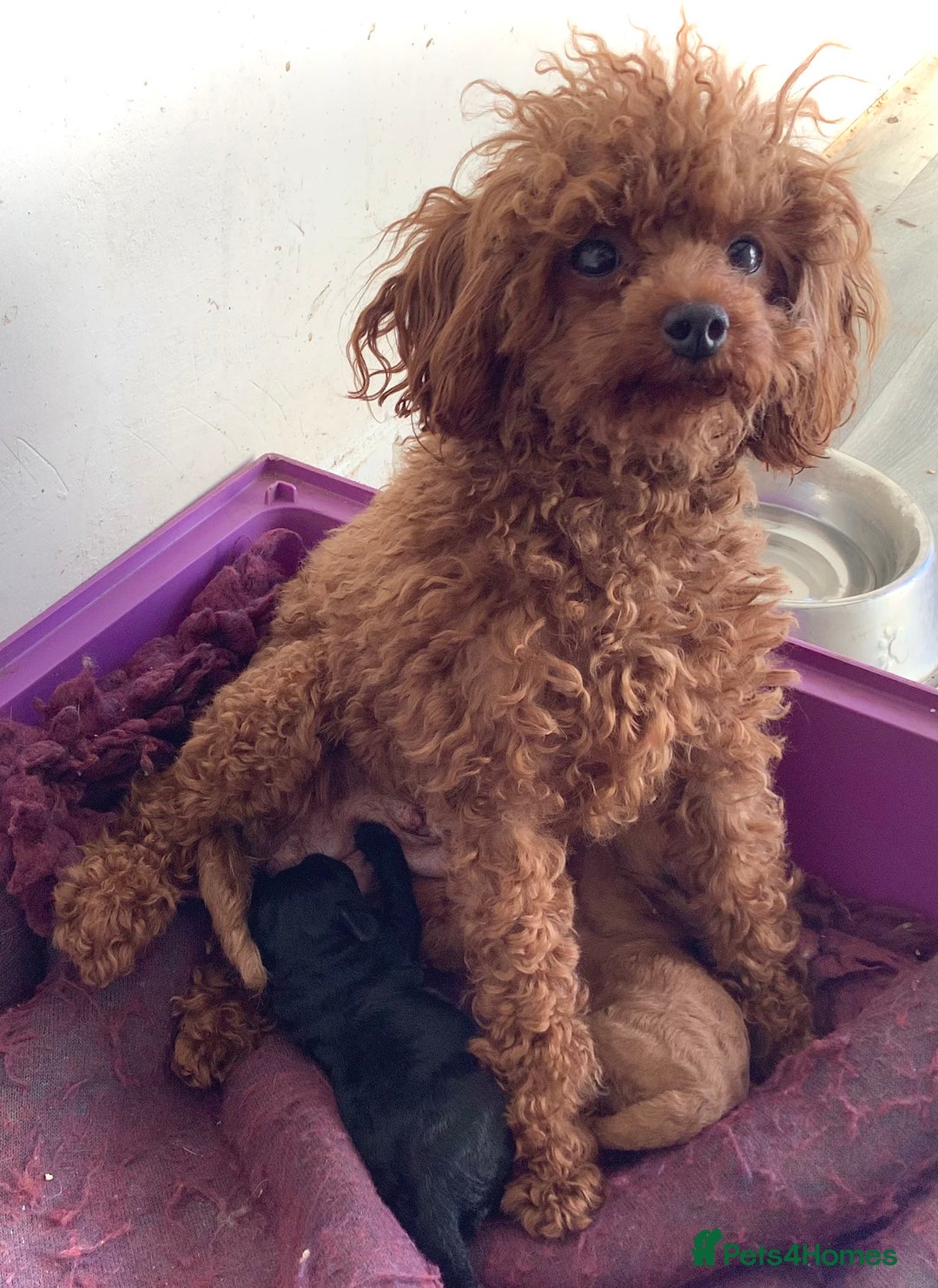 Toy Poodle dogs for sale: Asian Toy Poodle Puppies - Image 11