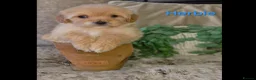 Maltipoo dogs for sale: Quality Toy Maltipoos Japan & USA CHAMPION lines  - Advert 18